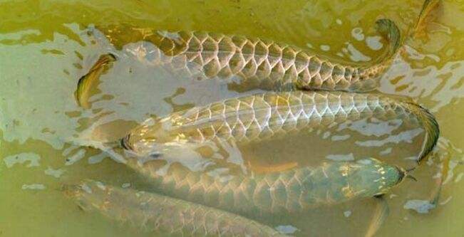 小型觀賞魚喂什么飼料最好_小型觀賞魚飼料哪個好_喂飼料的觀賞魚