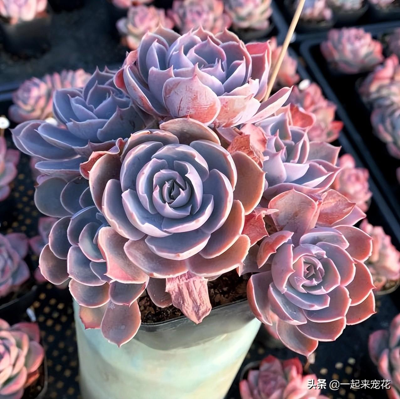 多肉淡雪徒長怎么辦_多肉淡雪爆盆圖片_淡雪多肉怎么爆頭