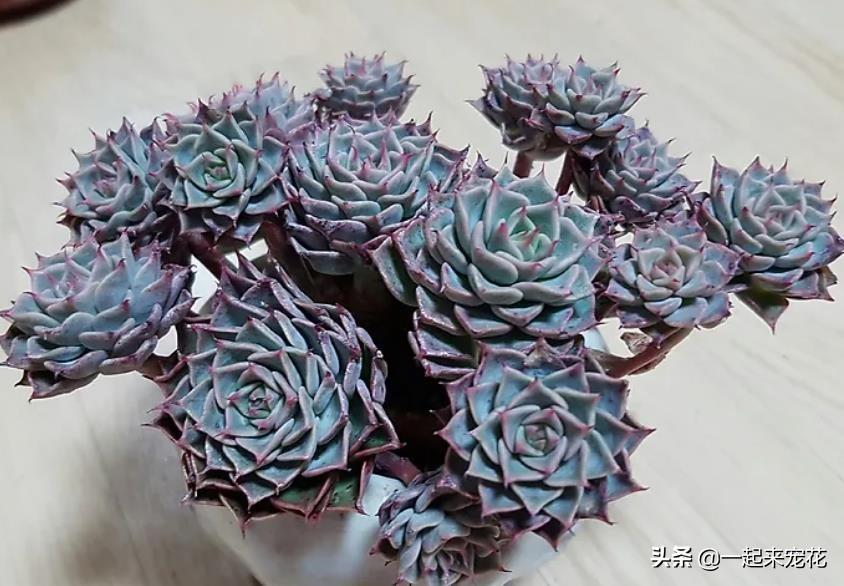 多肉淡雪徒長怎么辦_多肉淡雪爆盆圖片_淡雪多肉怎么爆頭