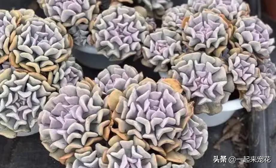 多肉淡雪爆盆圖片_多肉淡雪徒長怎么辦_淡雪多肉怎么爆頭