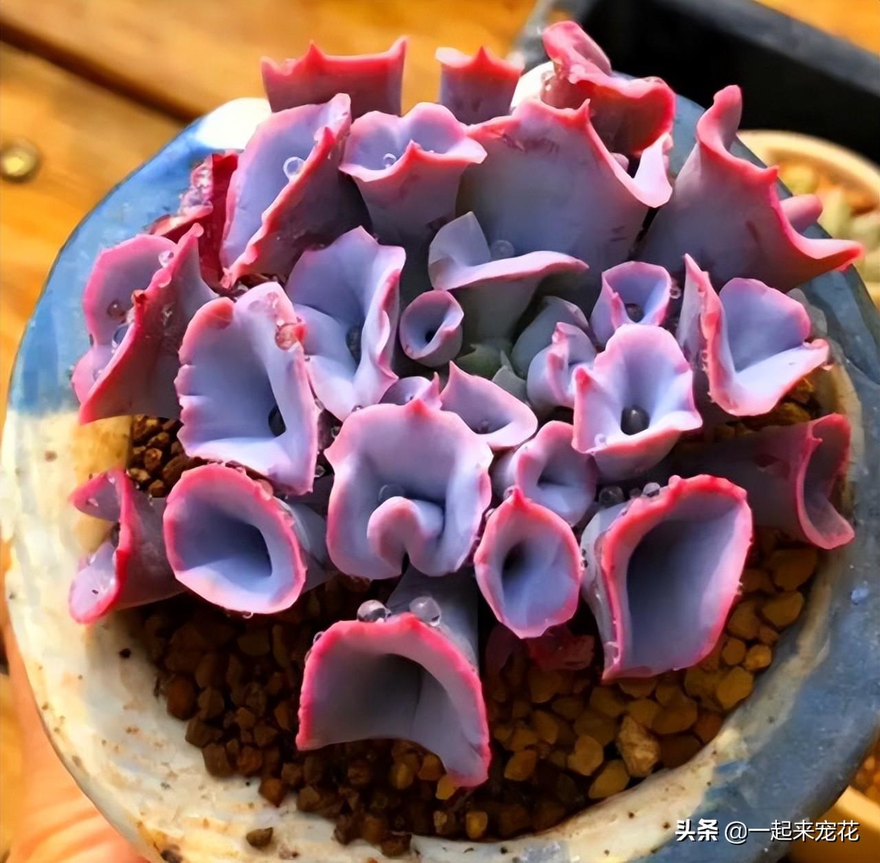 多肉淡雪徒長怎么辦_淡雪多肉怎么爆頭_多肉淡雪爆盆圖片