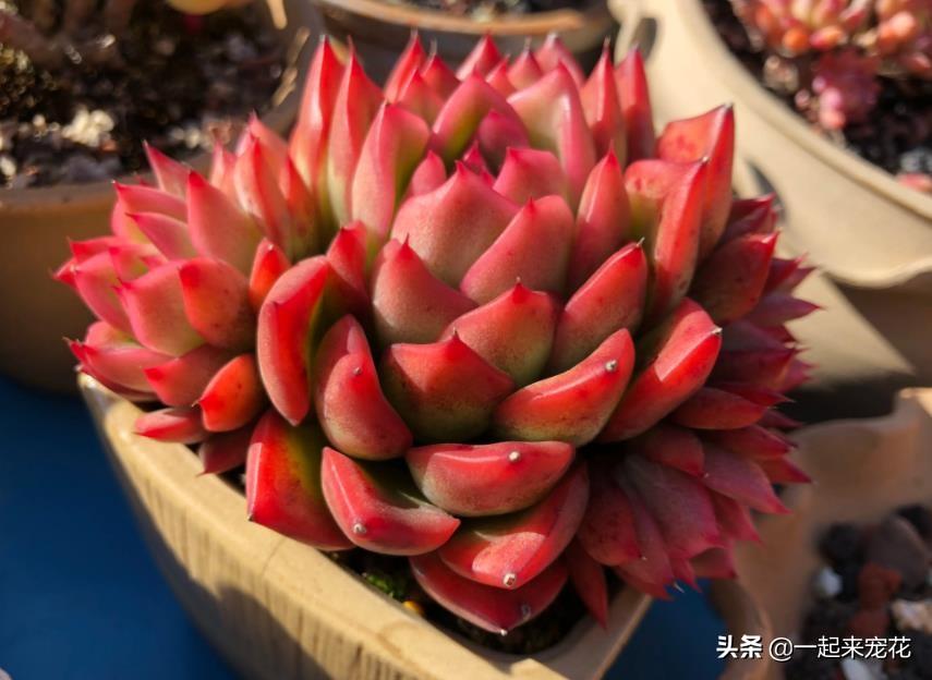 多肉淡雪徒長怎么辦_多肉淡雪爆盆圖片_淡雪多肉怎么爆頭