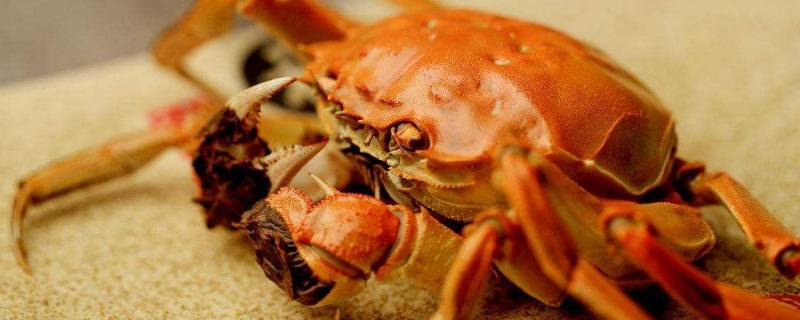 主角養觀賞魚發家的小說_養觀賞魚的小說_養魚的小說