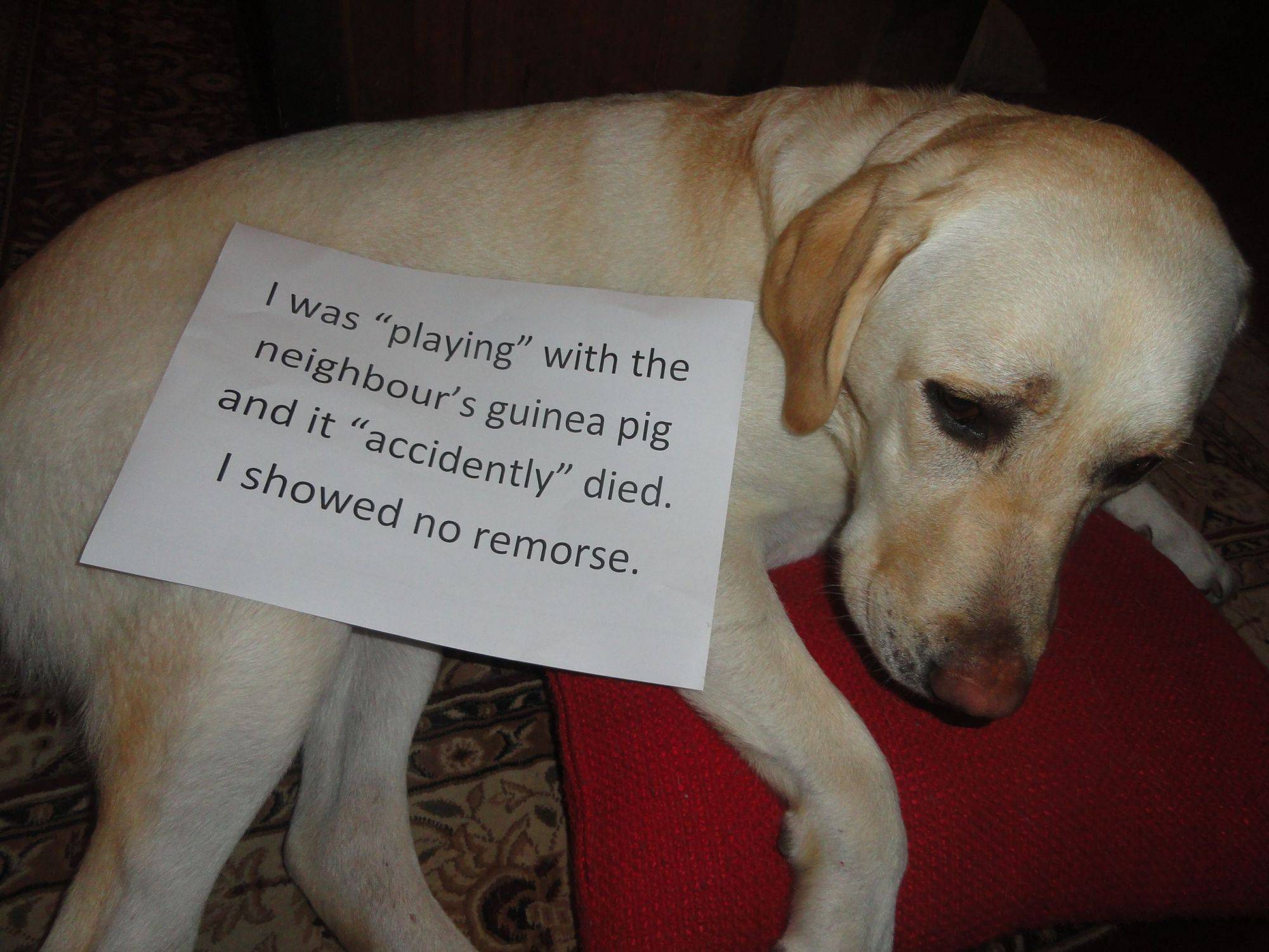 拉布拉多幼犬怎么喂養方法_喂養幼犬拉布拉多方法圖片_幼犬拉布拉多怎么訓練拉屎