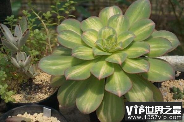 大型多肉植物排行榜前十名，中斑蓮花掌排第