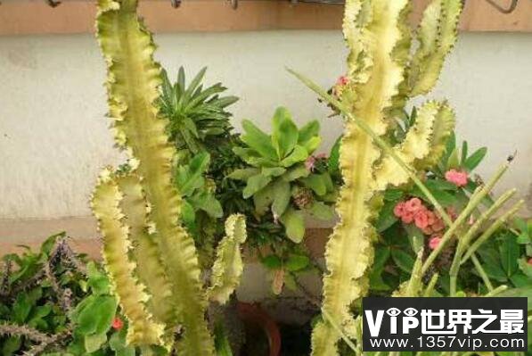 大型蓮花座多肉_蓮花座大型多肉好養(yǎng)嗎_蓮花座多肉植物