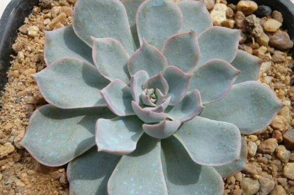 蓮花座大型多肉好養(yǎng)嗎_蓮花座多肉植物_大型蓮花座多肉