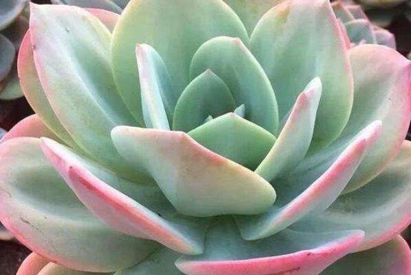 蓮花座大型多肉好養(yǎng)嗎_蓮花座多肉植物_大型蓮花座多肉