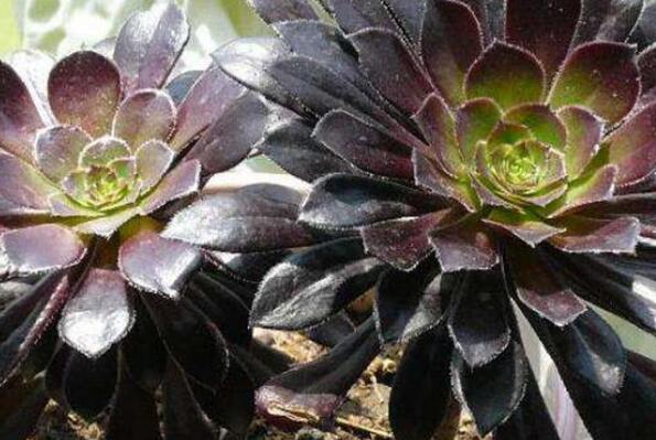 大型蓮花座多肉_蓮花座多肉植物_蓮花座大型多肉好養(yǎng)嗎