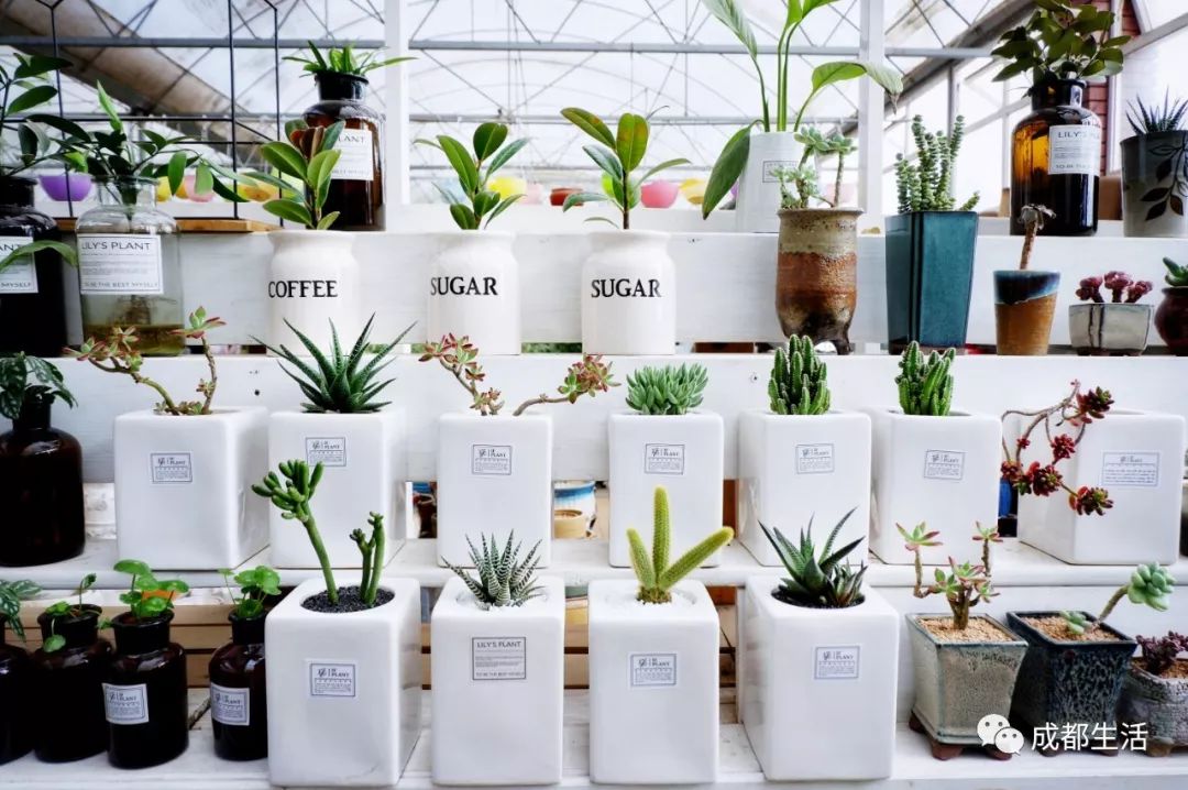 八尺鏡多肉 這個周末又是晴天！成都這5個