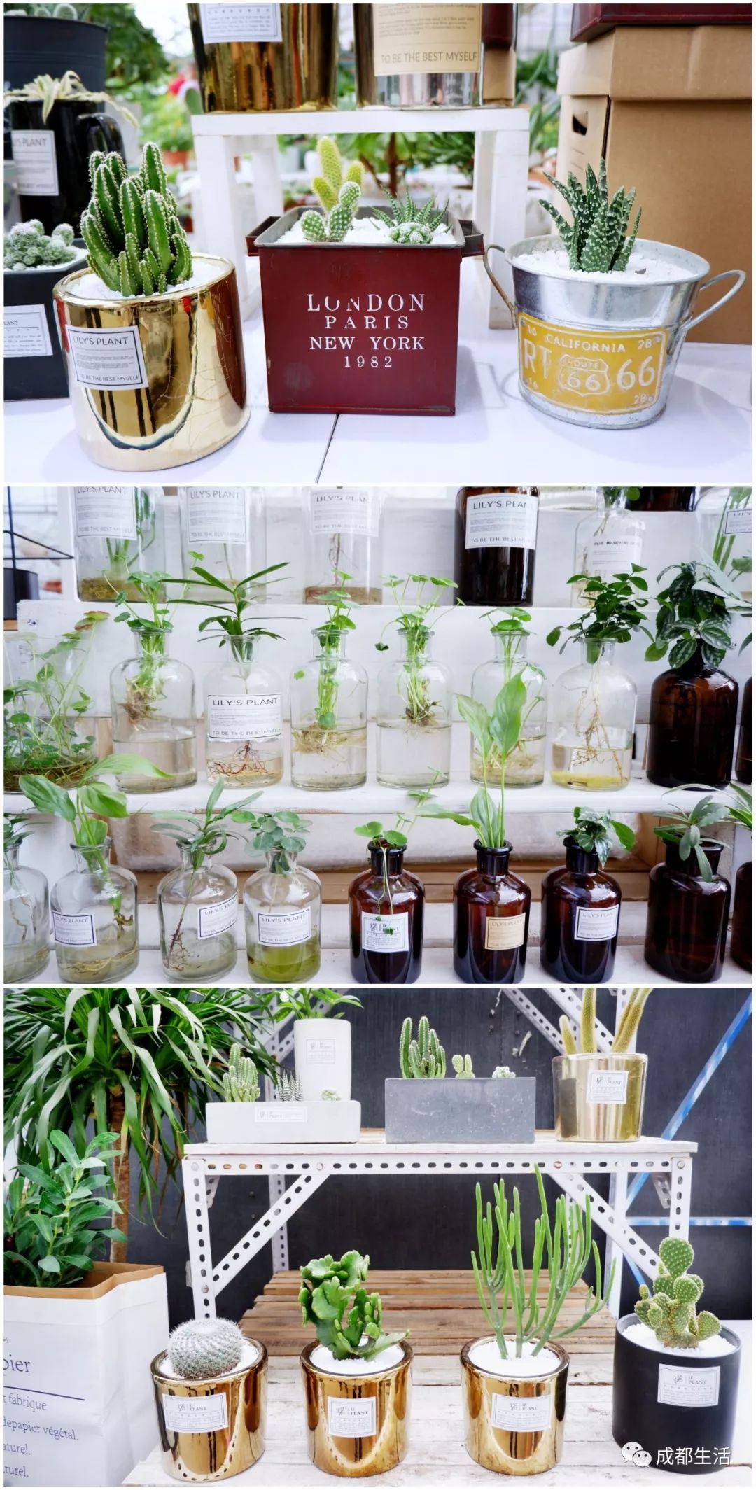 八尺鏡多肉_八尺鏡多肉_八尺鏡多肉