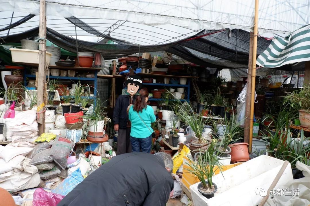 八尺鏡多肉_八尺鏡多肉_八尺鏡多肉