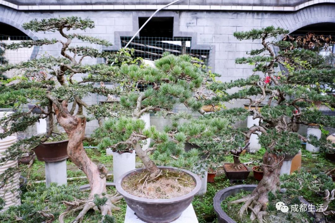 八尺鏡多肉_八尺鏡多肉_八尺鏡多肉