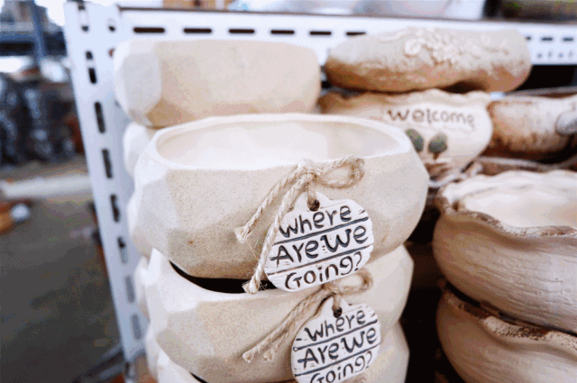 八尺鏡多肉_八尺鏡多肉_八尺鏡多肉