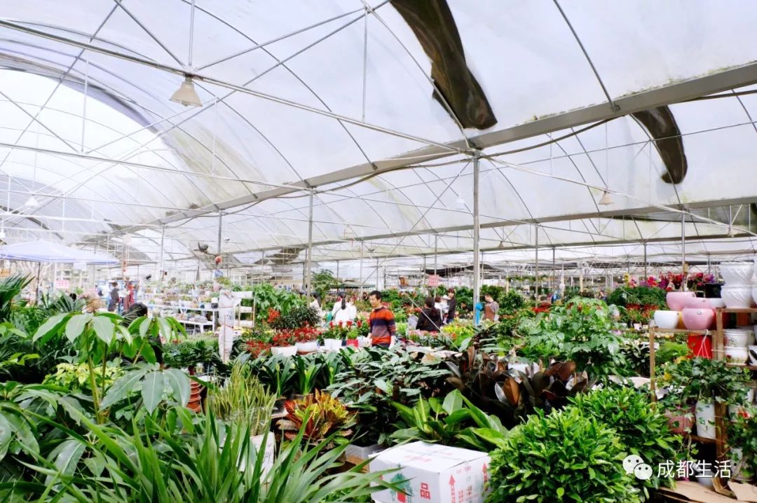 八尺鏡多肉_八尺鏡多肉_八尺鏡多肉