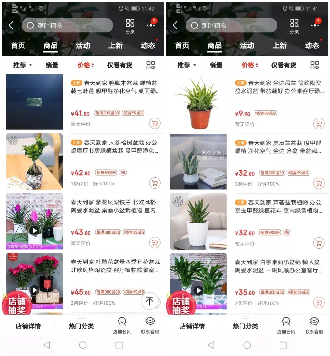 八尺鏡多肉_八尺鏡多肉_八尺鏡多肉