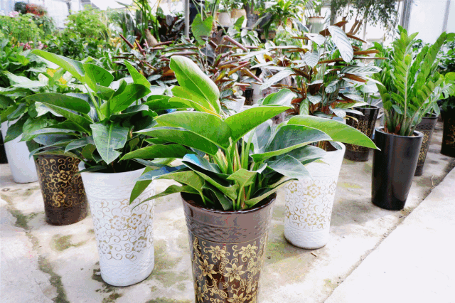 八尺鏡多肉_八尺鏡多肉_八尺鏡多肉