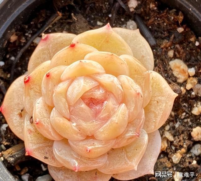 帶暗紋的多肉_多肉暗紋是什么樣_多肉帶暗紋什么意思