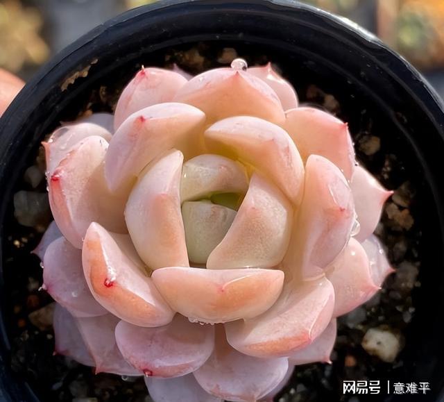 多肉暗紋是什么樣_帶暗紋的多肉_多肉帶暗紋什么意思