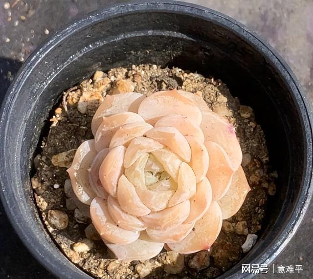 帶暗紋的多肉_多肉暗紋是什么樣_多肉帶暗紋什么意思