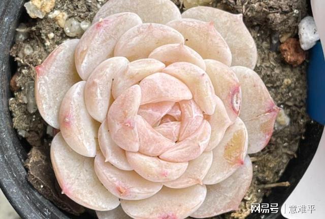 多肉暗紋是什么樣_多肉帶暗紋什么意思_帶暗紋的多肉