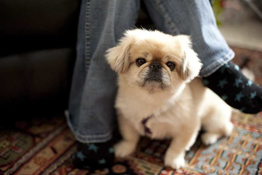 狗叫聲播放_狗叫聲_狗叫什么