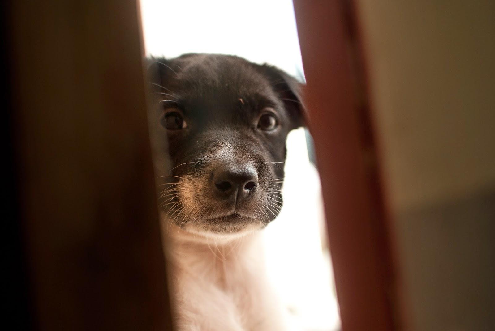 狗叫什么_狗叫聲_狗叫聲播放