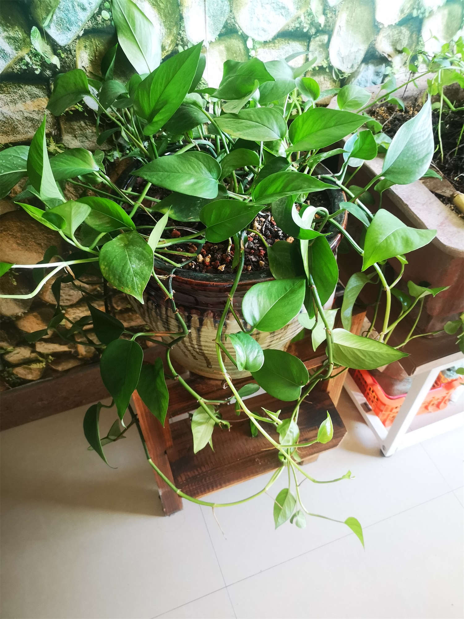 多肉葉插葉片朝上還是朝下_多肉怎么插葉片_多肉葉插的好處