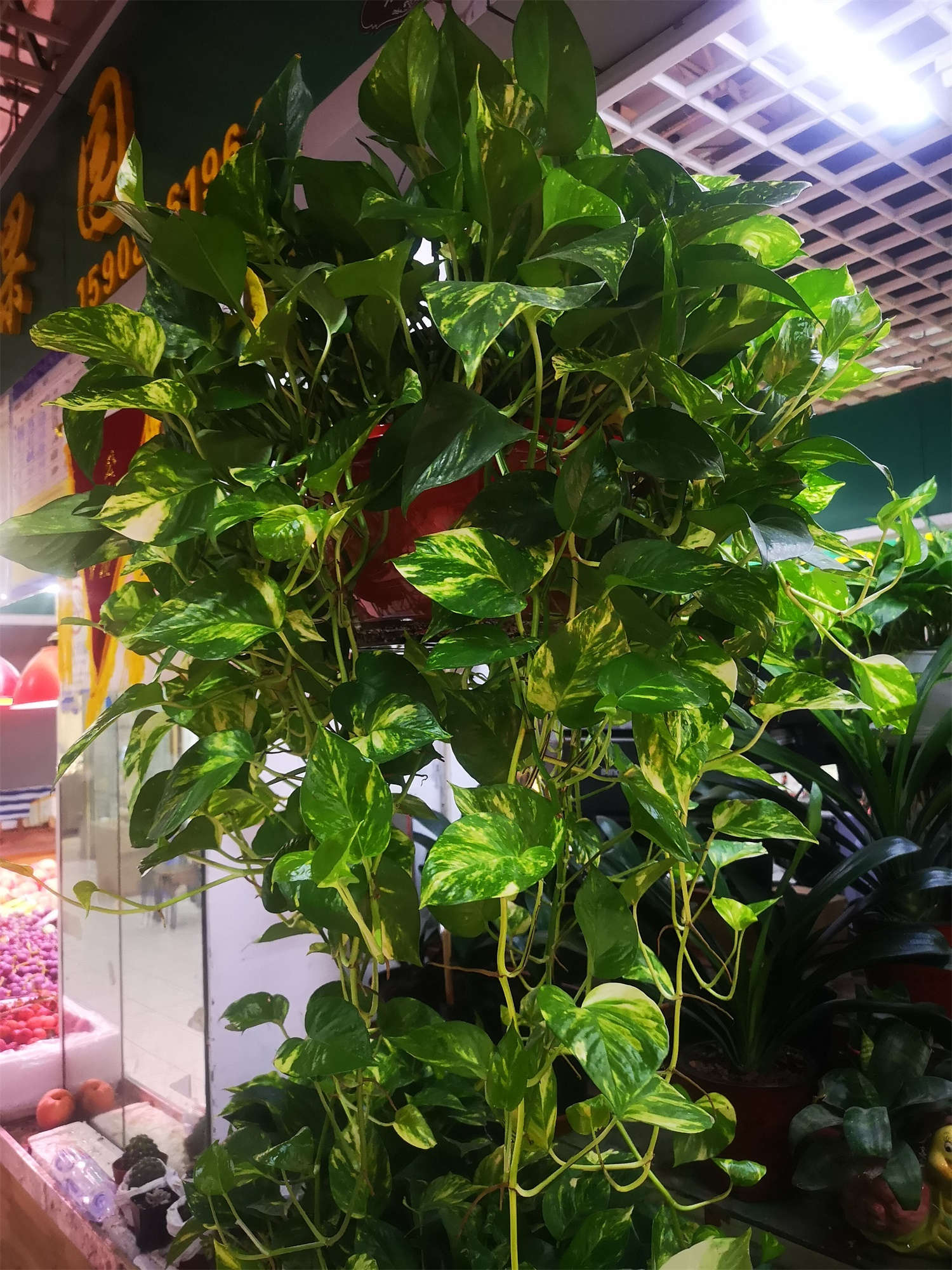 多肉怎么插葉片_多肉葉插的好處_多肉葉插葉片朝上還是朝下