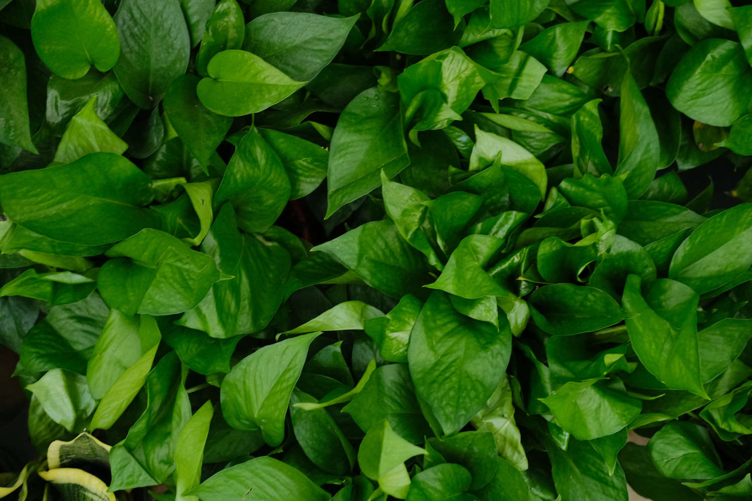 多肉葉插葉片朝上還是朝下_多肉葉插的好處_多肉怎么插葉片