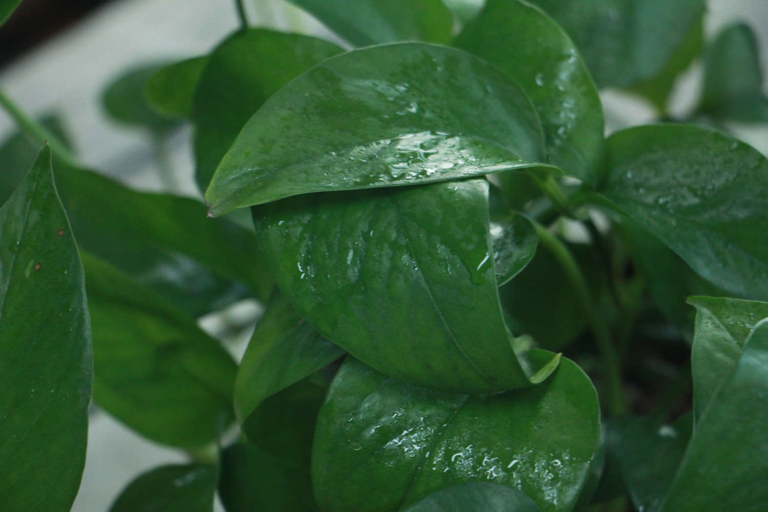 多肉葉插葉片朝上還是朝下_多肉葉插的好處_多肉怎么插葉片