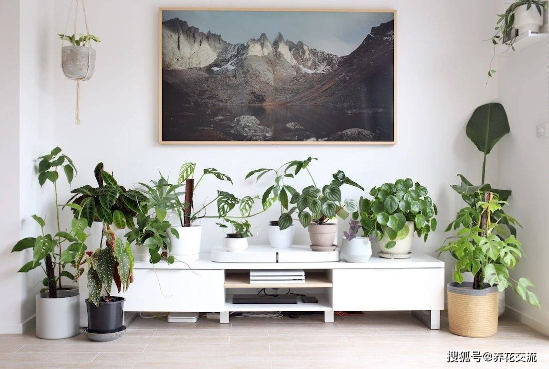 通風差的室內養花太難，夏天總收獲空盆，教