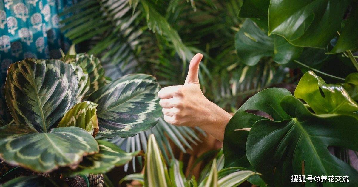 多肉養(yǎng)陽臺里面能養(yǎng)好嗎_陽臺養(yǎng)多肉會運氣不好嗎_陽臺養(yǎng)多肉風水好嗎