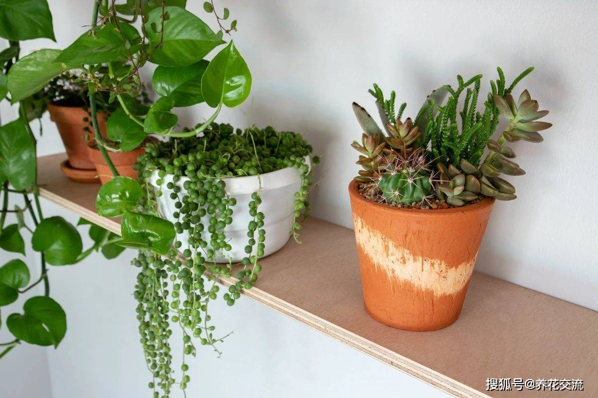 陽臺養(yǎng)多肉風水好嗎_多肉養(yǎng)陽臺里面能養(yǎng)好嗎_陽臺養(yǎng)多肉會運氣不好嗎