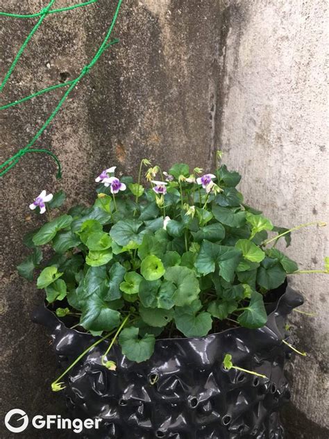 多肉 香草_香草多肉好養嗎_香草多肉狀態圖片