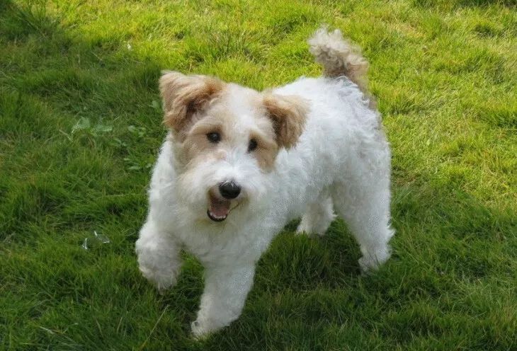 小型犬都有那種_小型犬都有_小型犬有哪些