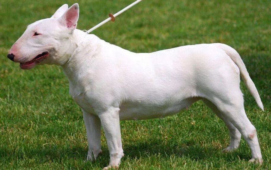 小型犬都有那種_小型犬都有_小型犬有哪些