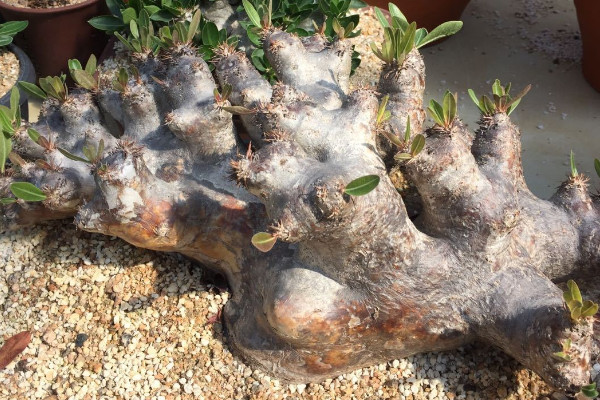 萬象多肉價格及圖片_萬象多肉植物_多肉 萬象