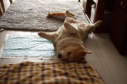 40天幼犬撓癢癢為什么？幼犬一直撓癢癢怎