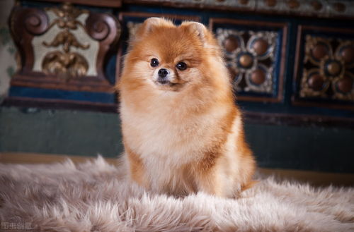 狗狗多久來一次月經,狗狗多久來一次月經幾