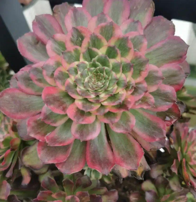 多肉法師，總是養不活？水太多了，分清季節