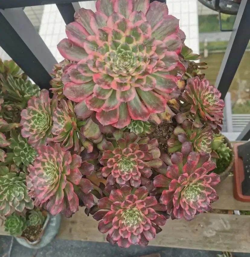 法師多肉養(yǎng)護(hù)技巧_法師多肉如何養(yǎng)護(hù)_法師多肉養(yǎng)護(hù)視頻