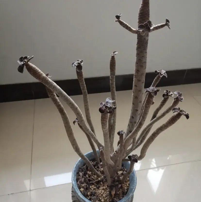 法師多肉養(yǎng)護(hù)技巧_法師多肉如何養(yǎng)護(hù)_法師多肉養(yǎng)護(hù)視頻