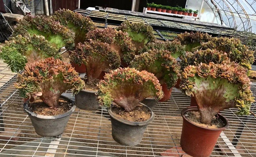 法師多肉如何養(yǎng)護(hù)_法師多肉養(yǎng)護(hù)視頻_法師多肉養(yǎng)護(hù)技巧