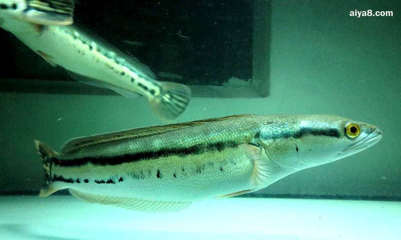 大鉛筆魚外形特征