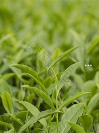 白牡丹怎么養才能多頭