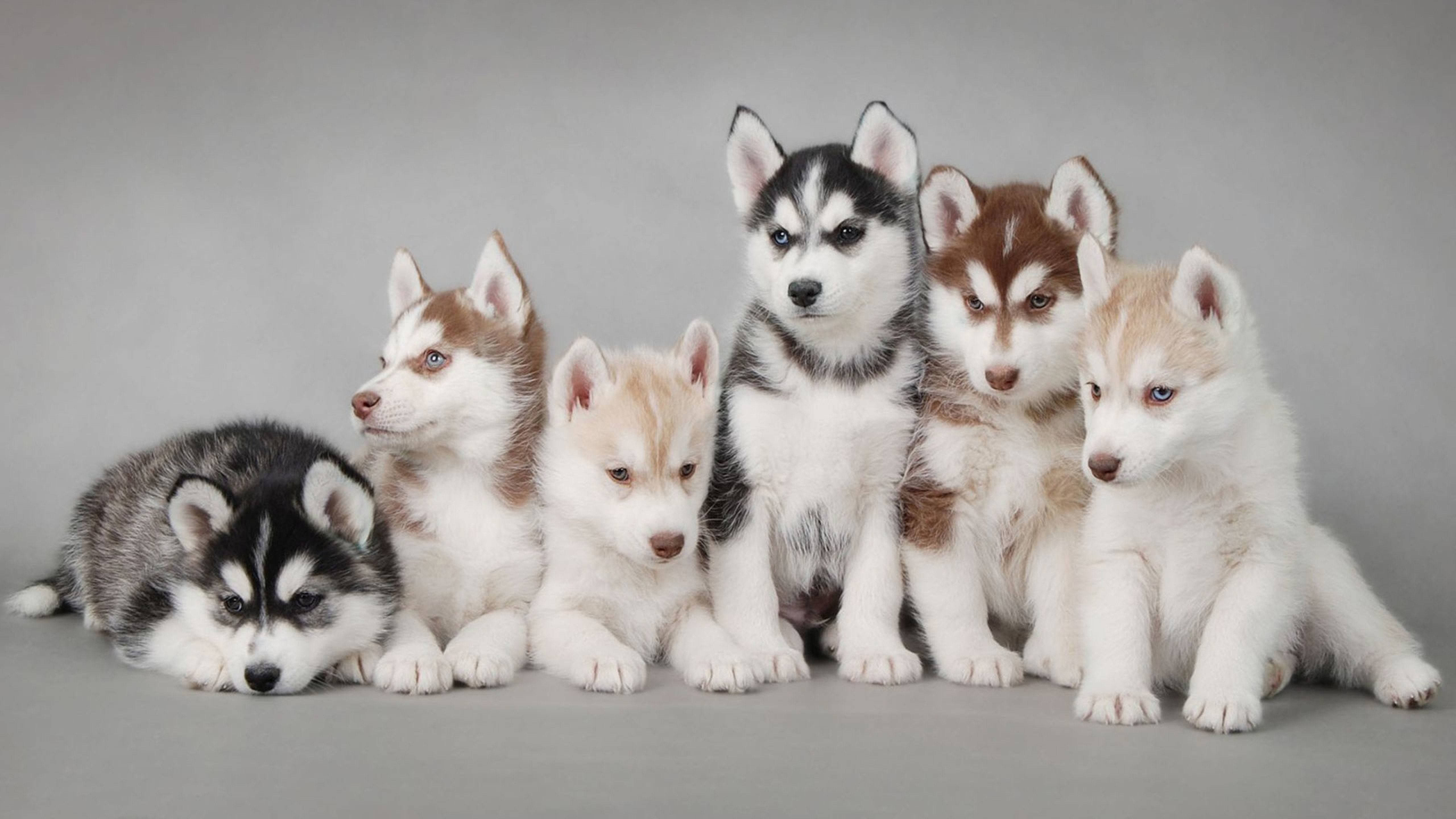 怎么教小狗狗在指定的地方大小便_大狗會教小狗定點(diǎn)_狗狗指定地點(diǎn)大小便