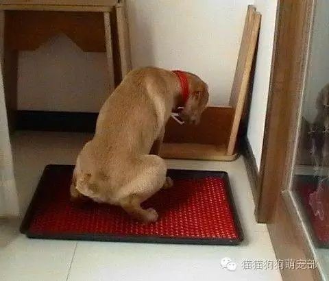 如何讓狗狗去固定的地方大小便_小狗固定地方大小便怎么訓練_狗在固定位置小便怎么辦