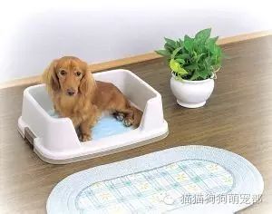 狗在固定位置小便怎么辦_小狗固定地方大小便怎么訓練_如何讓狗狗去固定的地方大小便