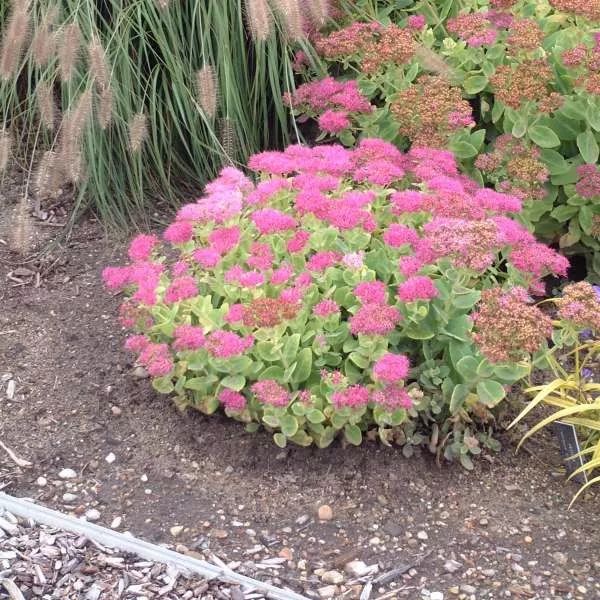 景觀多肉植物選擇_多肉 景觀_景觀多肉植物立體盆景
